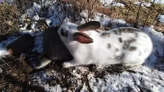 Спаривание кроликов/Время случки/Метод покрытия