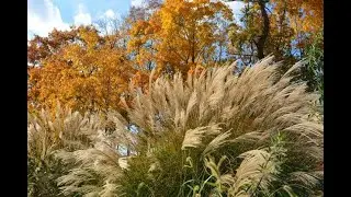 Autumn in Verona Park,  New Jersey in 2013