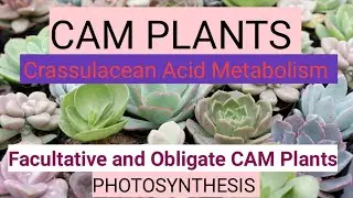 #camplants,#cam.CAM PLANTS Crassulacean Acid Metabolism