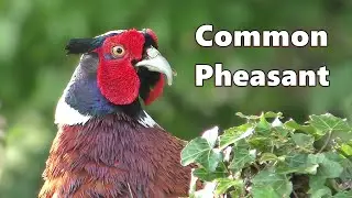 Pheasant Sounds and Close Up ⭐ Very Beautiful Common Ring-Necked Pheasant in 4K ⭐