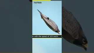 Peregrine Falcon Facts - The Fastest Animal on Earth 🦅| Amazing Facts 😮| Facteco #Shorts