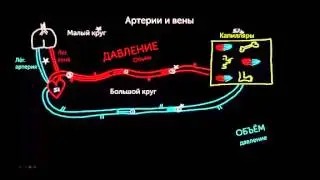 Различия между артериями и венами