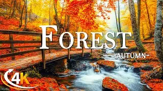 Enchanting Autumn Forests with Beautiful Piano Music🍁4K Autumn Ambience & Fall Foliage🍁4K Video UHD
