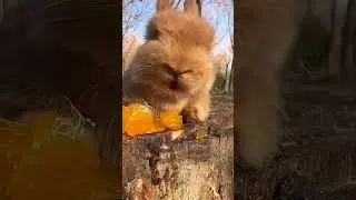 The little rabbit eats oranges and blows bubbles from its mouth. Cute pet debut plan. Rabbit