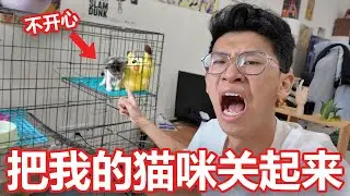 我的猫太坏蛋了，打算把他关起来！【大棒VlOG】