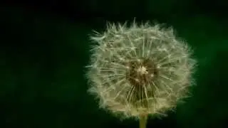 ФУТАЖ ОДУВАНЧИК БЕЛЫЙ  (вырезанный)
