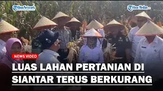 Luas Lahan Pertanian di Siantar Terus Berkurang, Wali Kota Ajak Petani Bertahan