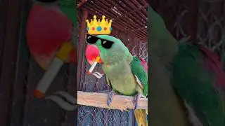 FUNNY 😂🤣 TALKING PARROT Cute 🥰🐣🐈🐥#ytshorts #shorts #youtubeshorts #parrot #mittoo #india