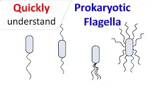 Prokaryotic Flagella