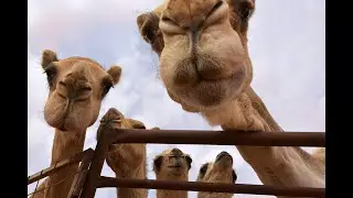 Camel it’s 4u 5 Rounds