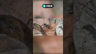 Королева этих муравьёв достигала 6 сантиметров в длину и крылья размахом до 15 см 