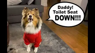 Daddy! TOILET SEAT GOES DOWN! 🚽🐶 (a dog bathroom misadventure) Cricket 