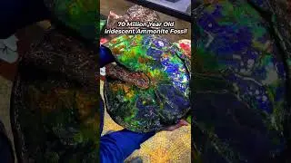 Iridescent Ammonite Fossil 🐚 🌈 🤯