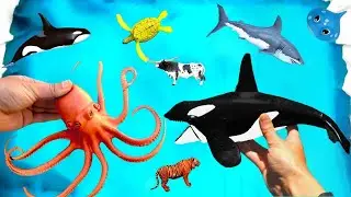 Learn Zoo Wild Animals Names Educational Toys Video For Children - Surprise Toy for Kid #12