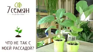 ОСНОВНЫЕ ПРОБЛЕМЫ РАССАДЫ БАКЛАЖАН!