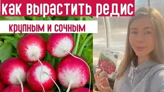 ПОРА СЕЯТЬ! Вот почему не получается вырастить КРУПНЫЙ И СОЧНЫЙ РЕДИС