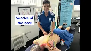 Muscles of the Back - Sports Massage and Anatomy Tutorial