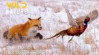 WILD BADLANDS | Survival in the Land of Harsh Extremes | Animal documentary