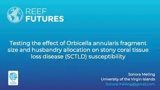 Testing the effect of Orbicella annularis fragment size and husbandry allocation on SCTLD