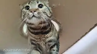 Милые кошки