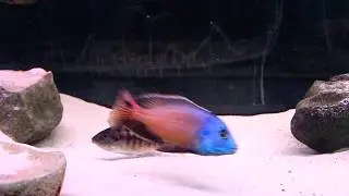 Red Empress in Breeding Display