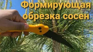 Как я ФОРМИРУЮ СОСНЫ