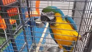 ВЛОГ ПОПУГАЙ АРА МЕЛИССА ЛЯЛЯ МЕЛИССА 😍🐦 Cute Little Girl and Cute  Talking Parrot in Real Fife