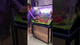 😃❤️👍 #mashabloom #aquarium #аквариум #aquascape #fishtank #fish #машаблюм #plants