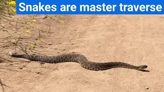 Snake are master travelers