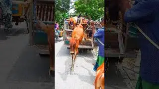 World biggest CHAND BAIL 😱 #syedfahads #loveanimals