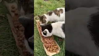 #допомогабезпритульнимтваринам