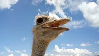 Экскурсия на страусиную ферму - СУПЕР!