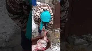 Бабушка вытаскивает говно из свининых кишков