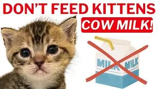 Don't Feed Kittens Cow Milk!