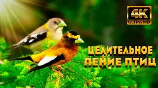 Целительное Пение Птиц, В Весеннем Лесу. Положительно Воздействует На Сон И Нервную Систему. АСМР.