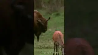 Deer attacks bison 😱 #wildlife #attack #animals