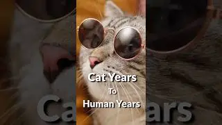 Cat Years To Human Years 🐈🐱 #funfacts #cat #catfacts