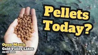 Match Fishing 28/09/2024 | Gold Valley Lakes | Middle Lake