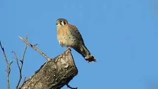 American Kestral