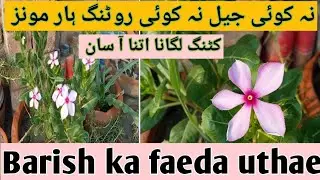 Plants Rainy season care/ plants ki cutting lganay ka asan treqa/vinca plants propagation.