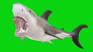 shark attack shark fish green screen background video #shark #fish HD FHD video 04