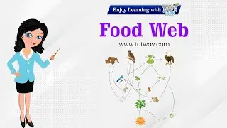 Food Web | Food Chains | Herbivores, Carnivores, Omnivores | Different Types of Foods | Science