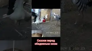 #брестскийаист