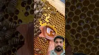 🍯🍯🍯🍯🍯🍯🍯🍯🍯🍯🍯#shorts #shortvideo #honey #honeybee #bee #viral #funny #challenge #satisfying