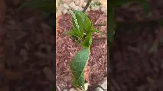 My Poke Sallet Bush Is Growing🌱😃