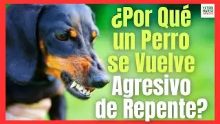 💘 ¿PORQUE UN PERRO SE VUELVE AGRESIVO DE REPENTE?👉👉8 RAZONES