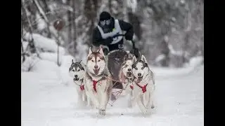 Гонки на собаках 