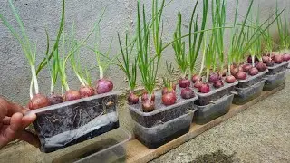 How to grow onions fast for harvest at home