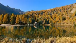 Gentle Birdsong by a Calm Autumn Lake - Nature Soundscape