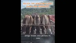 Sapi saling senggol - menang yang mana? #sapilucu #hewanlucu #hewankurban #iduladha2024 #komedilucu